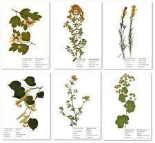 Ein gelungenes deckblatt rundet den botanische schatz ab. Herbarium Pflanzen günstig kaufen | eBay
