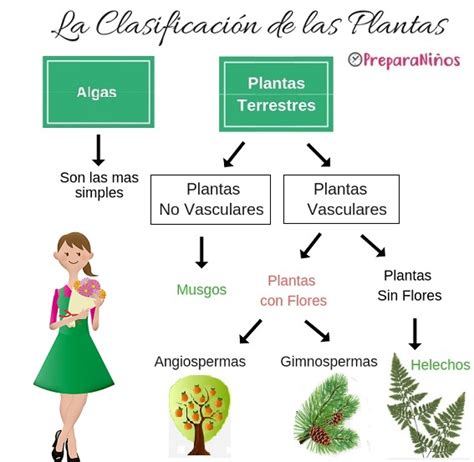 Clasificación de las Plantas para Niños de Primaria PreparaNiños com