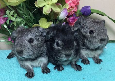 Cherished Cavies — Sparkles The Guinea Pig Had Her Babies