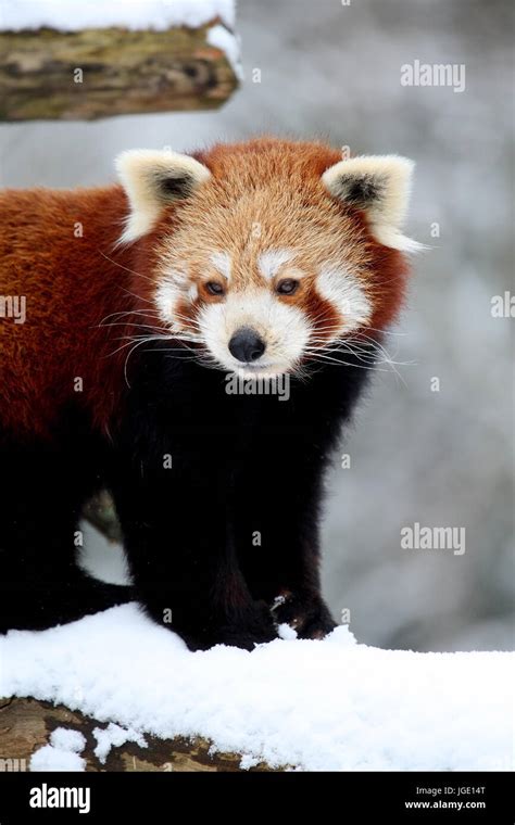 Red Panda In Winter Roter Panda Im Winter Stock Photo Alamy