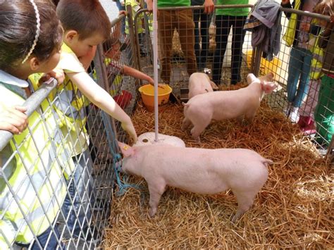Beekeeping anywhere for fun, food and good deeds. Animal Farm Yard