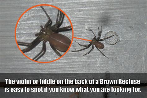 Spiders In Kentucky The Brown Recluse