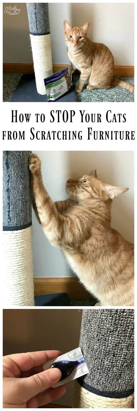 Expecting our cat to stop scratching on their own is like. How To Stop Cats Scratching Sofa - hahaha33x