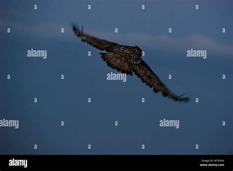 Eurasian Eagle Owl Bubo Bubo In Flight Norway July Stock Photo Alamy