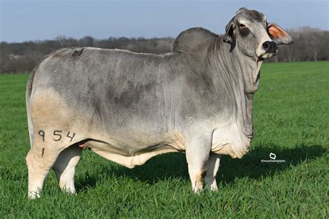 Gray Brahman Cattle For Sale In Texas Buy Bulls And Heifers