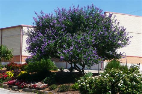 Top Ten Tried And True Ornamental Trees And Shrubs For North Texas Covingtons