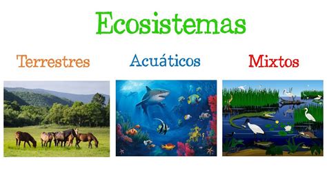 🌎 Los Ecosistemas Y Sus Tipos 🐝 Fácil Y Rápido BiologÍa Youtube