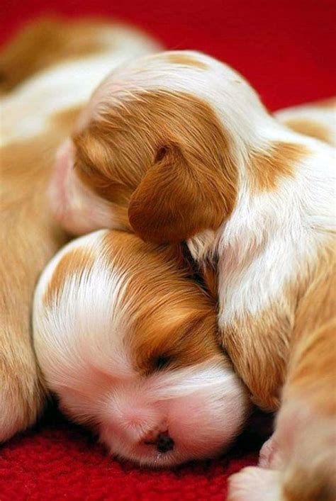 It also might be that cute baby animals are helpless, thus making us want to take care of them. 40 Adorable Pictures of Baby Animals just Born