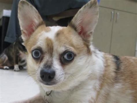 If, within those 60 days, you determine your recently adopted pet isn't a good fit or you find yourself unable to provide necessary medical care, you may return the. Adopt a Pet (With images) | Pet adoption, Humane society, Pets