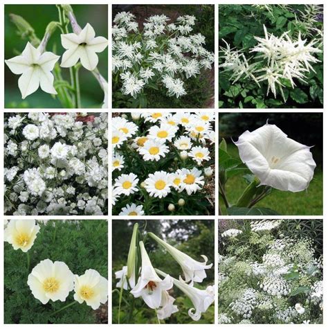 Moon Garden Monochromatic White Flower Seed Collection 9 Varieties