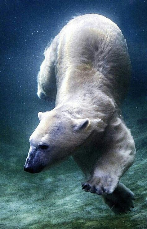 Beautiful Underwater Swimming Polar Bear Polar Bear Bear Animals