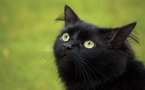 Beautiful Black Cat Hd Pictureswallpapers 2013 Beautiful And