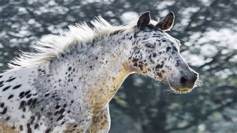 Appaloosa Horse Moments Beautiful Unique Rare Horse Breed Youtube