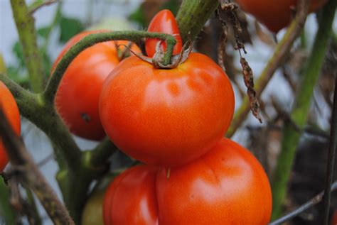 4 Common Problems Affecting Your Tomatoes Stranges Florists