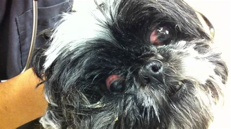 Shih Tzu With Vestibular Disease Abnormal Eye Movements In Dogs Sevn