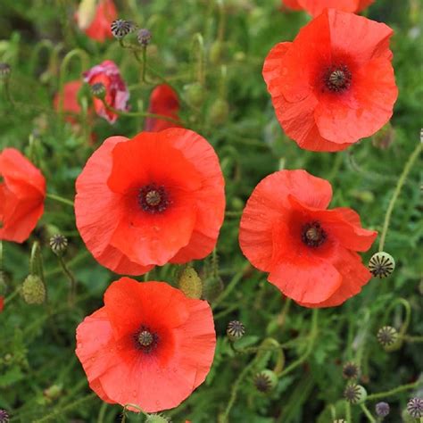 10 Types Of Poppy Flowers Growing Tips 51 Off