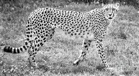 Cheetah Black And White Photograph By David Millenheft Pixels