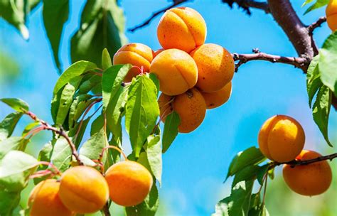 Apricot Page Of Fruit Tree Varieties Anfic