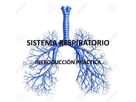 Pdf Sistema Respiratorio · Pdf Filebronquiolo Respiratorio Presenta