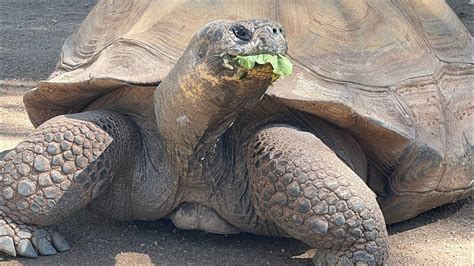 How Do You Move The Worlds Largest Tortoise Youtube