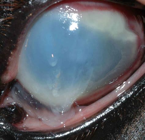 Improving Outcomes For Corneal Ulcers Ulcerative Keratitis The Horse