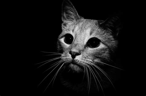 49 Hq Images Black Cat Modeling Photography 32 Best Headshots Black