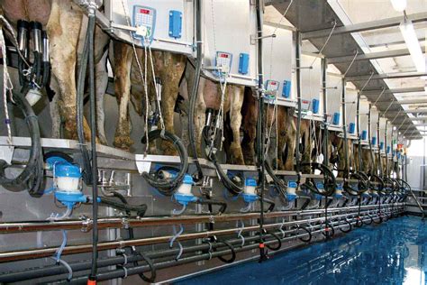 50° Herringbone Milking Parlour Tdm Total Dairy Management