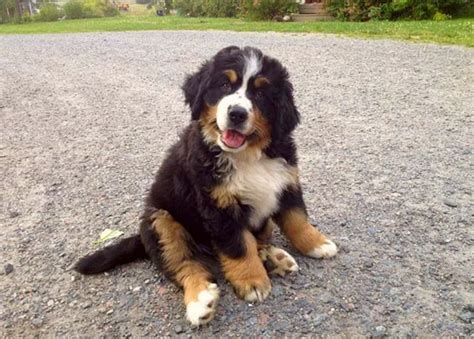 Golden Mountain Dog Dog Breed Information Down Town Animals
