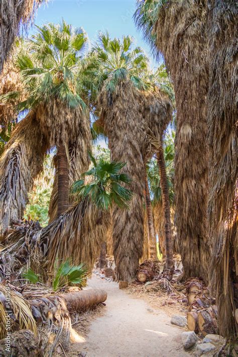 Gigantic Palm Trees In The Middle Of A Desert Oasis Stock Photo Adobe
