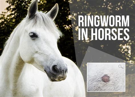 Ringworm In Horses The Pet Professionals