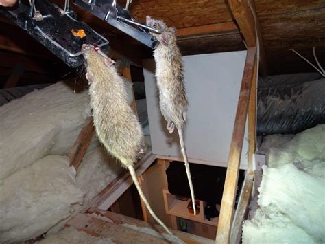Killing Rats Outside House