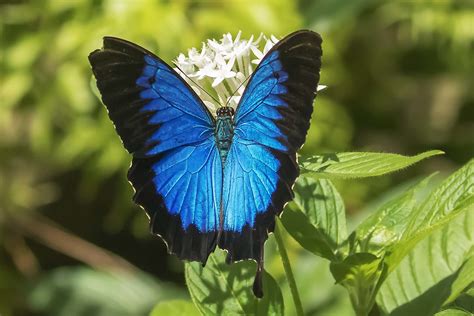 Ulysses Butterfly Neil Edwards Flickr