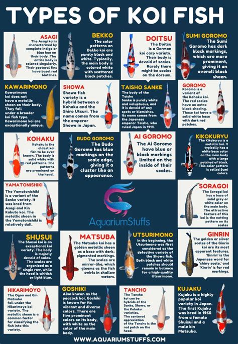Complete Guide To Different Types Of Koi Fish 22 Major Koi Varieties
