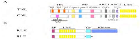 As the population of fertile males decreases, the ratio of sterile to fertile increases, depressing the paratransgenesis is a technique that attempts to eliminate a pathogen from vector populations knowledge about the pest. Schematic Representation of Common Structures of Four ...