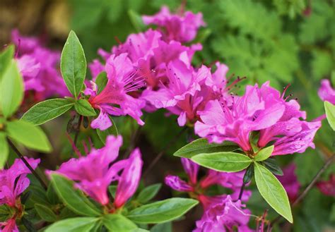 The 16 Best Flowering Shrubs By Season For A Colorful Landscape