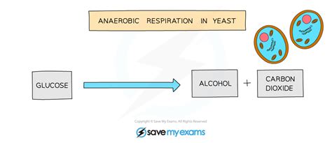 Edexcel Igcse Biology Anaerobic Respiration In Yeast