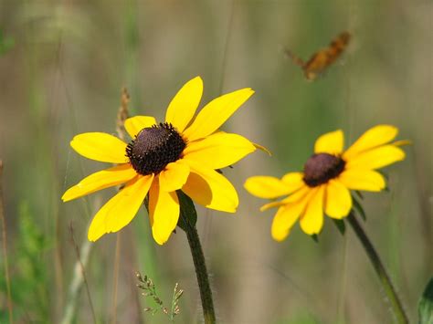 Flowers Yellow Wildflowers · Free Photo On Pixabay