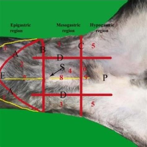 Ventral View Of The Abdomen Of The Dog Showed The Topographic Regions