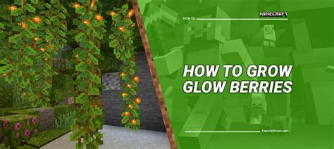 Growing Glow Berries The Ultimate Guide To