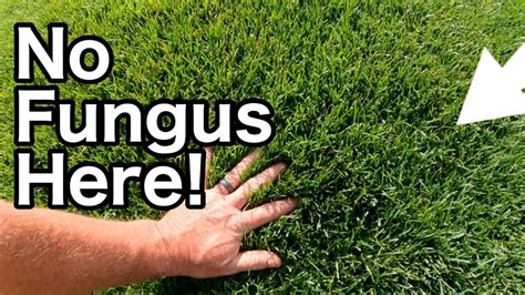 How To Stop Fungus In Your Lawn Before It Starts Youtube
