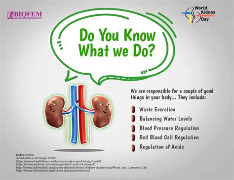 Kidney Facts What You Should Know Welcome To Biofemgroup