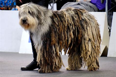 Dog That Looks Like A Mop The Smart Dog Guide