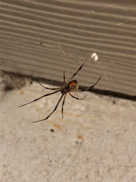 Brown Widow Porch Friend Central Tx Rspiders