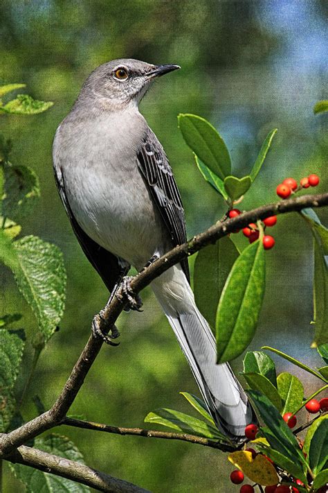 Birds Northern Mockingbird Photograph By Hh Photography Of Florida
