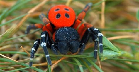 After about 10 seconds into the battle, sunfish jones will spawn, along with trolly bloggers. Spiders Eat 400 Million Tonnes Of Prey Every Year, Equal ...