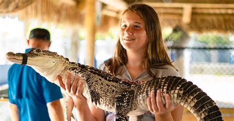 Wootens Animal Sanctuary And Alligator Park In Ochopee Must Do Visitor