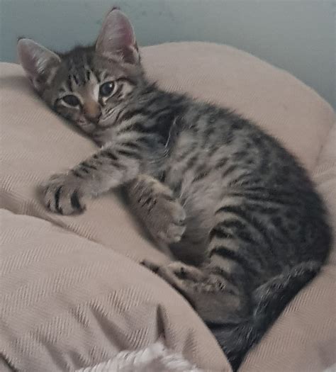 The purrfect place to be on a Happy... - 4 Paws Kitty Galore