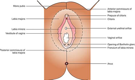 Reproductive System Female External