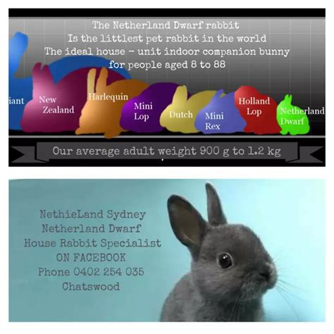 Rabbits For Sale Sydney Refugio Jewell