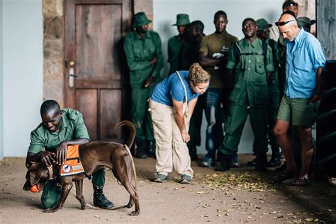 Tanzania Anti Poaching Program Working Dogs For Conservation